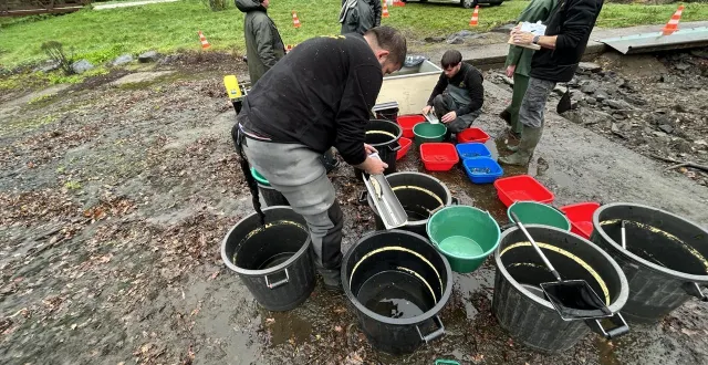 photo  à montrevault-sur-èvre, les techniciens de la fédération de pêche du maine-et-loire recensent, trient, pèsent et mesurent les poissons de la rivière.  &copy;  ouest-france 