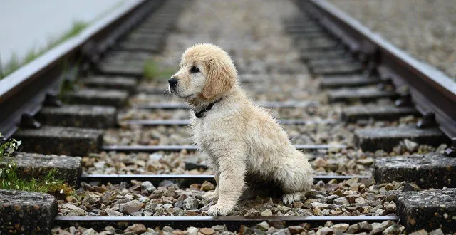 photo  un chiot nommé simba, importé illégalement du portugal, est placé depuis novembre 2025 sous un protocole strict en maine-et-loire pour prévenir tout risque de rage.  &copy;  photo d’illustration – pixabay 