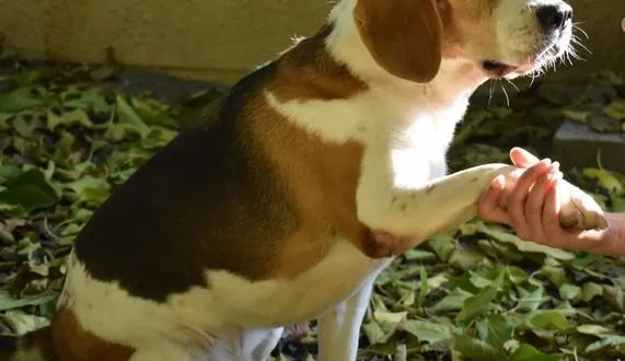 photo  jack, un croisé beagle de onze ans.  &copy;  spaa 