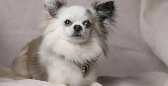 photo  un chihuahua.  &copy;  afp 