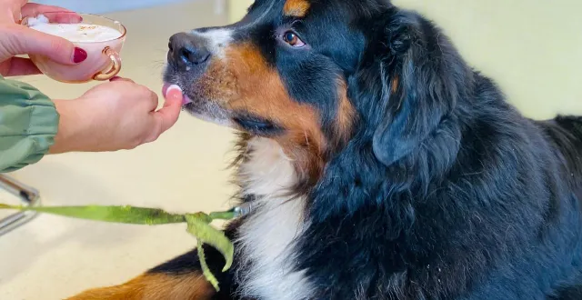 photo  le bouvier bernois power léchouillant un 