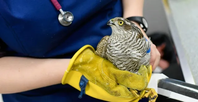 photo  un oiseau pris en charge par une vétérinaire. parmi les pistes pour améliorer la formation des étudiants : enseigner la pratique plus tôt dans le cursus.  &copy;  franck dubray / ouest-france 