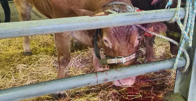 photo  cholet, marché aux bestiaux, jeudi 27 novembre 2025. les images rendues publiques par l’association futur montrent plusieurs bovins la tête ensanglantée.  &copy;  futur association 