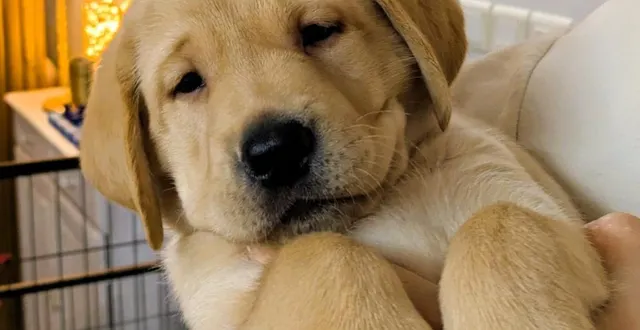 photo  auriga est une femelle labrador née chez handi chien, il y a tout juste quelques semaines.  &copy;  les chiens guides d’aveugles de l’ouest 