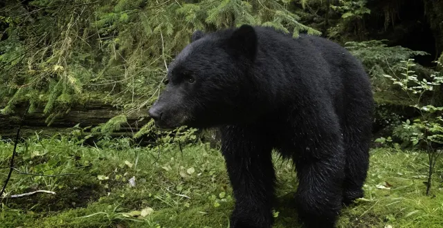 photo  un américain de 63 ans, qui vit près de los angeles, a récemment découvert qu’un ours noir vivait sous sa maison. photo d’illustration.  &copy;  tesni ward/biosphoto via afp 