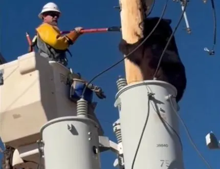 photo  l'animal, mis hors de danger, n'a pas été blessé durant le sauvetage.  &copy;  dr 