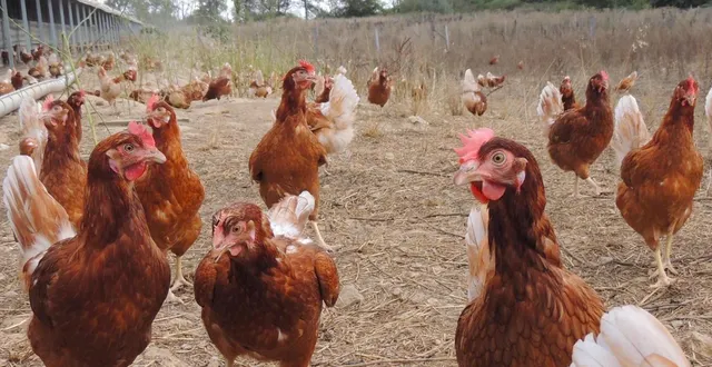 photo  en raison de l’épidémie de grippe aviaire, une dizaine d’exploitations avicoles a été placée sous surveillance dans le maine-et-loire.  &copy;  archives ml - sylvie couturier 