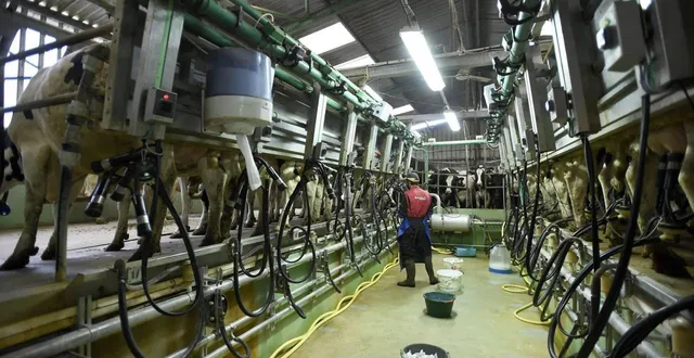photo  les éleveurs surveillent de près l’évolution de la dermatose nodulaire qui frappe des troupeaux dans le sud de la france.  &copy;  photo archives co - marie delage 