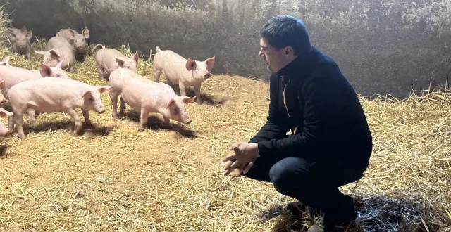 photo  romain viot élève ses porcs sur paille et en petits groupes, durant sept à huit mois.  &copy;  yanne boloh 