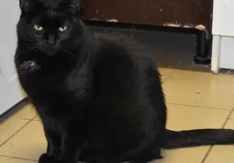 photo  uline, chatte de 4 ans, attend une nouvelle famille à la spaa de maine-et-loire.  &copy;  spaa 