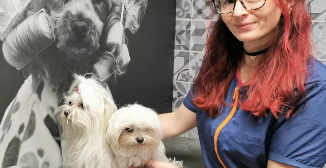photo  aurélie vivet avec mimi, 9 ans, et nono, 8 ans, deux bichons maltais.  &copy;  le maine libre 