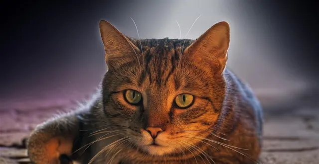 photo  un chat était parvenu à s’introduire dans une agence bancaire sans que personne ne s’en aperçoive.  &copy;  photo d’illustration : pixabay 