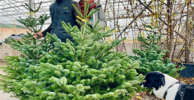 photo  mickaël girard et virginie boisseau disposent d’une sapinière où s’épanouissent 3 500 sapins. leur production est vendue sur le marché de la place la-fayette, à angers, tous les samedis, à rochefort-sur-loire le mercredi et à savennières un dimanche sur deux.  &copy;  ouest-france 