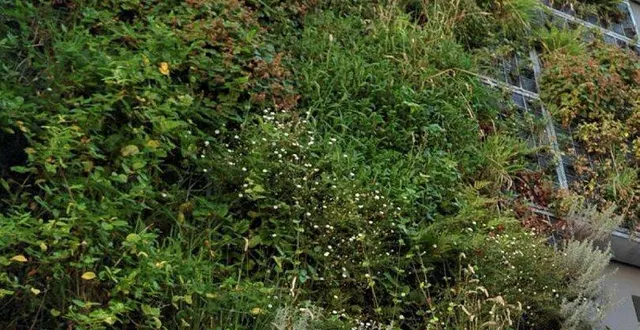 photo  au conseil municipal, bérenger binet, conseiller du groupe minoritaire ensemble pour mûrs-érigné, a pointé des « incohérences », prenant l’exemple des toitures végétalisées, de leur aspect technique et réalisable.  &copy;  archives co 