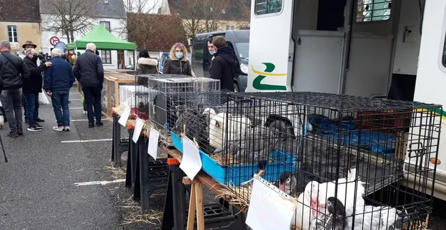 photo  pour cette édition 2025, les organisateurs de la foire aux dindes croisent les doigts pour que la grippe aviaire ne vienne pas semer le trouble.  &copy;  archives ouest-france 