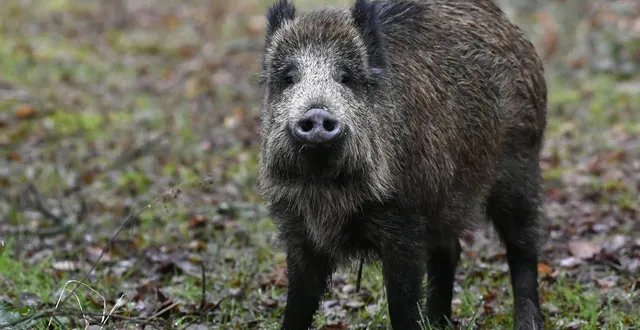 photo  une battue aux sangliers sera menée dans le parc saint-nicolas d’angers le 18 décembre 2025.  &copy;  archives thierry creux/ouest-france 