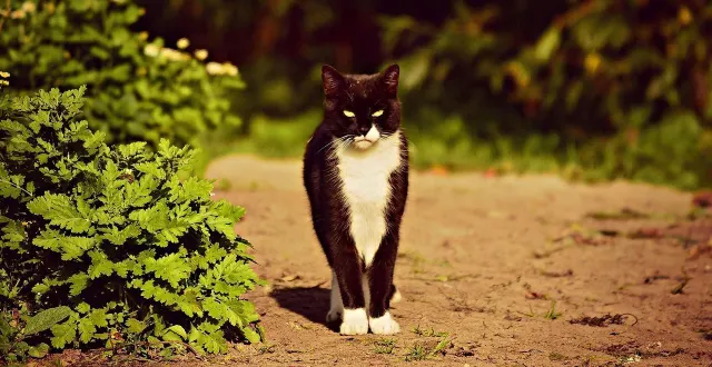 photo  le chat a été retrouvé onze ans après sa disparition.  &copy;  pixabay 