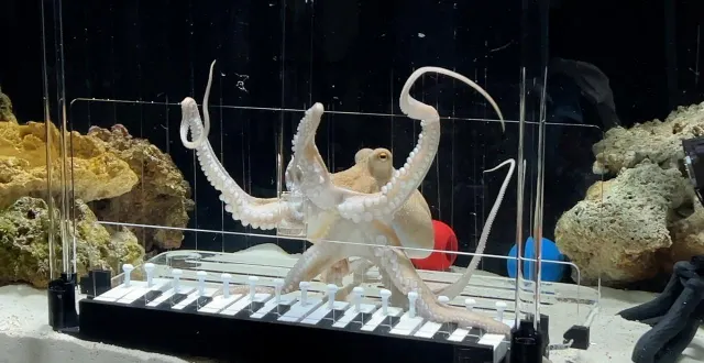 photo  selon le youtubeur, son poulpe, takoyaki, a finalement pris du plaisir à jouer du piano.  &copy;  photo : mattias krantz 