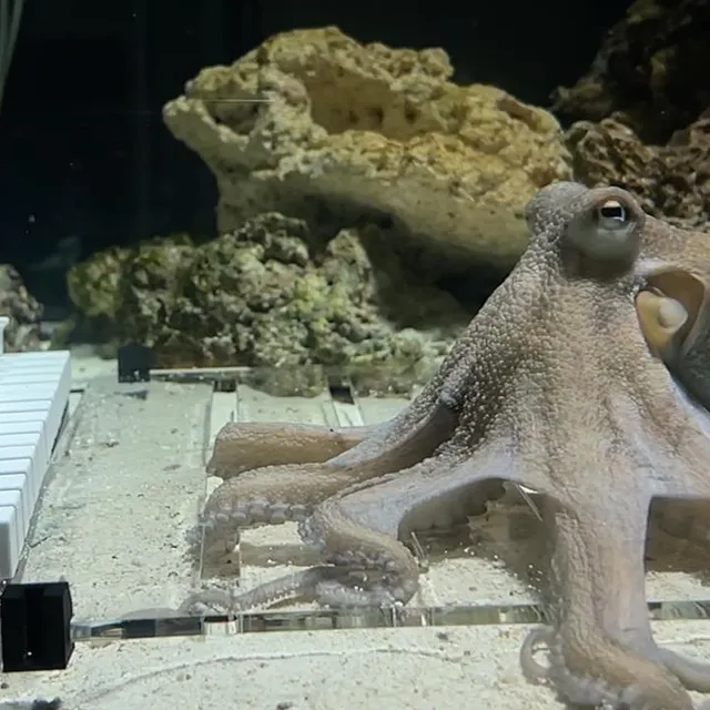photo mattias krantz a conçu un clavier très spécifique pour permettre au poulpe d’appuyer sur les touches.  ©  photo : mattias krantz