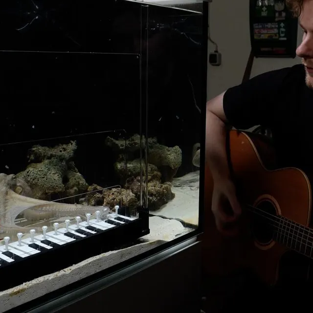 photo le youtubeur suédois mattias krantz a passé six mois à apprendre le piano à son poulpe, takoyaki.  ©  photo : mattias krantz