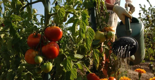 photo  depuis le 1er janvier 2019, il est en effet interdit aux particuliers et aux professionnels non agréés d’acheter ou d’utiliser, dans les jardins, potagers, balcons, terrasses et plantes d’intérieur, des produits phytopharmaceutiques de synthèse.  &copy;  archives co 