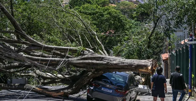 photo  après la tempête qui a frappé la région de são paulo, la municipalité a recensé 231 arbres arrachés.  &copy;  nelson almeida/afp 