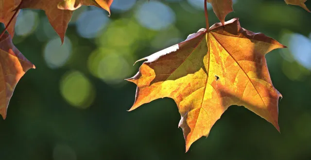 photo  le retraité se retrouve avec une amende de 250 £ sur les bras… à cause d’une feuille morte tombée au mauvais endroit.  &copy;  photo d’illustration : pixabay 