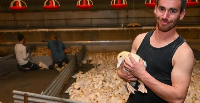 photo  torfou (sèvremoine), la quantaie, mercredi 10 décembre 2025. malgré la reprise épizootique cet automne, kenny braud reste confiant dans la vaccination contre la grippe aviaire.  &copy;  co - laurent combet 