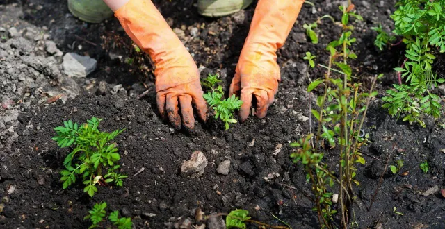 photo  le règlement des jardins familiaux d’allonnes va évoluer.  &copy;  nelly – stock.adobe.com 