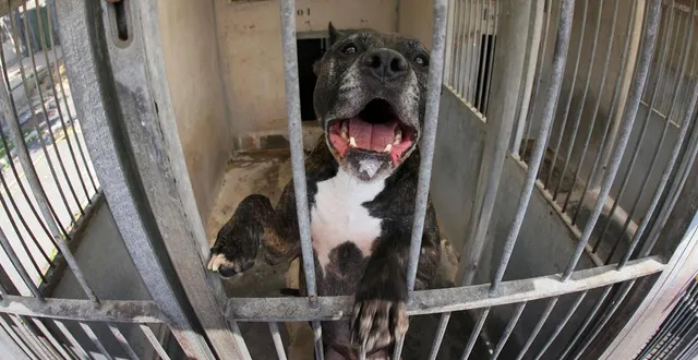 photo  des morsures de chien font jaser et inquiètent les habitants d’une petite commune située près de parthenay en deux-sèvres.  &copy;  archives co. 