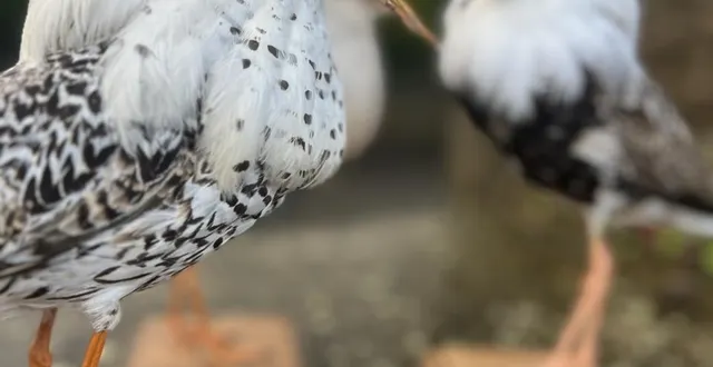 photo  plus de 600 pièces (animaux naturalisés, minéraux) seront dispersées aux enchères à quimper, ces lundi 15 et mardi 16 décembre 2025.  &copy;  ouest-france 