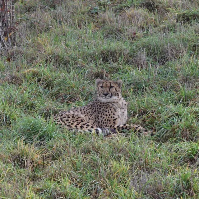 photo harmonie, une femelle guépard, vient d’arriver au parc.  ©  bioparc de doué-la-fontaine