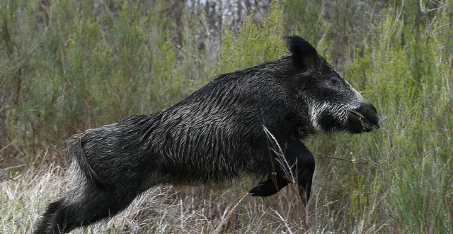 photo  les sangliers font des dégâts, ce grand parc d’angers va devoir fermer le 18 décembre  &copy;  archives co - josselin clair 