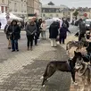 photo  l’animation chiens de traîneau a suscité la curiosité. 