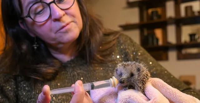 photo  angers, le 9 décembre 2025. papillote a été trouvée sur un parking du quartier de la madeleine à angers.  &copy;  co - laurent combet 