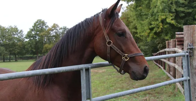 photo  sur les réseaux sociaux, les contributrices avaient accusé l’éleveuse sarthoise de ne pas soigner correctement ses animaux.  &copy;  archives ouest-france/image d’illustration 