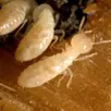 photo  toute la sarthe est désormais concernée par le plan de prévention et de lutte contre les termites, insectes xylophages blanchâtres aimant les lieux humides et l’obscurité. 