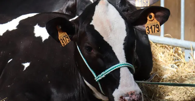 photo  une exploitation agricole devrait faire l’objet d’un abattage total à athis-val-de-rouvre, dans l’orne.  &copy;  ouest-france 