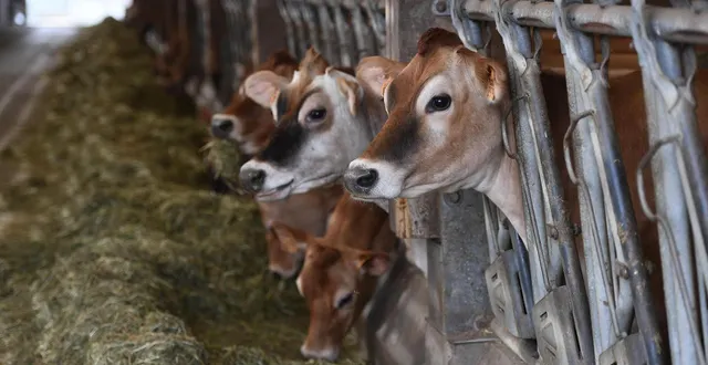 photo  éleveur aujourd’hui retraité, paul vieille ne voit qu’une alternative à l’abattage systématique : « une vaccination généralisée et rapide ».  &copy;  photo d’illustration - josselin clair 