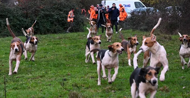 photo  à 9 heures, ce jeudi 18 décembre, les chiens sont lâchés pour l’ouverture de la battue.  &copy;  co - laurent combet 