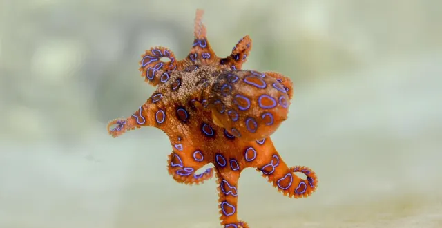 photo  les apparences sont parfois trompeuses : le poulpe à anneaux bleus a beau sembler 