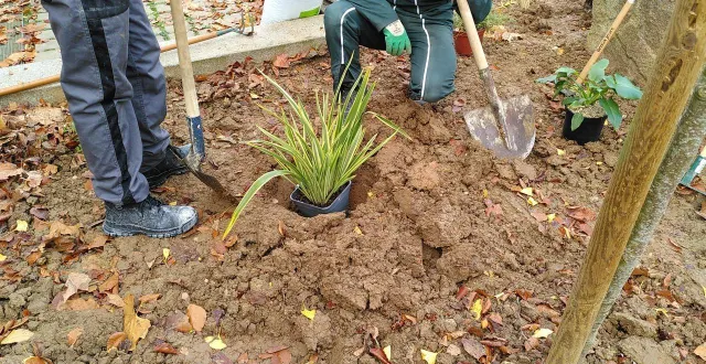 photo  almacoustic va mener des recherches en lien avec la végétalisation des cours d’écoles.  &copy;  archives ouest-france 