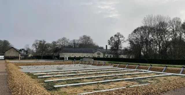 photo  les roseaux sont indispensables à la bonne épuration des boues et des eaux usées.  &copy;  le maine libre 