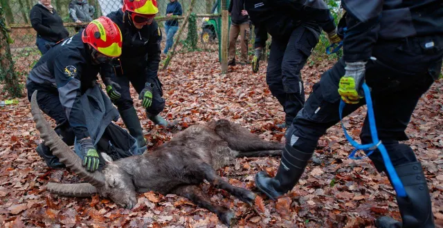 photo  un bouquetin en fugue a été capturé par une équipe de sapeurs-pompiers spécialisés dans les risques animaliers, le 13 décembre, dans le domaine de pescheray.  &copy;  sdis 72 