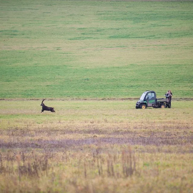 photo le bouquetin des alpes en fuite a été sédaté avant d’être capturé, au domaine de pescheray, dans la sarthe.  ©  sdis 72