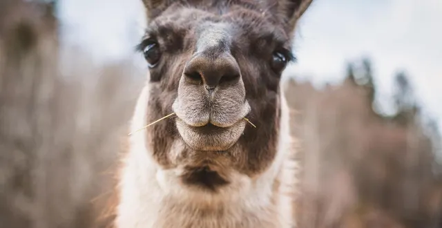 photo  la municipalité d’ixelles (belgique) veut en finir avec les 