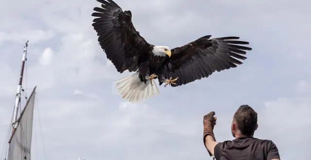 photo  l’épopée de dana l’aigle de l’aquashow est prétexte à découvrir la bretagne vue du ciel.  &copy;  marine portet 