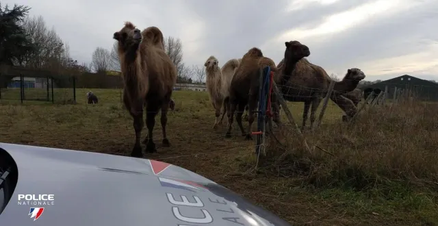 photo  des chameaux et dromadaires rattrapés par la patrouille  &copy;  police nationale 