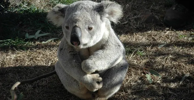 photo  si mignons soient-ils, il est fortement déconseillé de s’approcher des koalas dont les griffes sont particulièrement acérées.  &copy;  photo d’illustration : pixabay 
