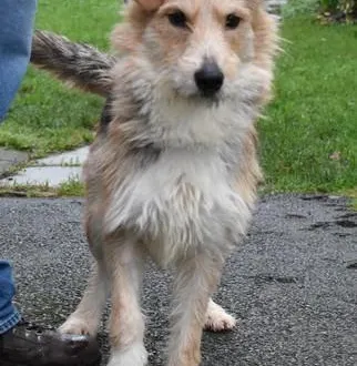 photo  oslo, beau croisé griffon de deux ans, attend un foyer pour la vie.  &copy;  spaa 